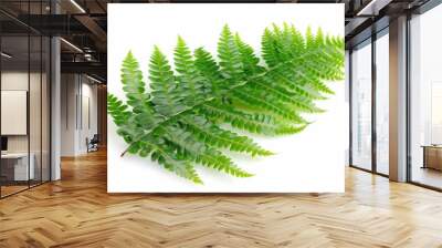 Fern Leaf. Green Botanical Flora Isolated on White Background Wall mural