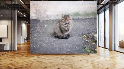 gray cat. close-up, gray cat with yellow eyes. homeless animal sitting on the street. Chartres the cat looks directly into the camera with yellow-green eyes. domestic animal. care, veterinary medicine Wall mural