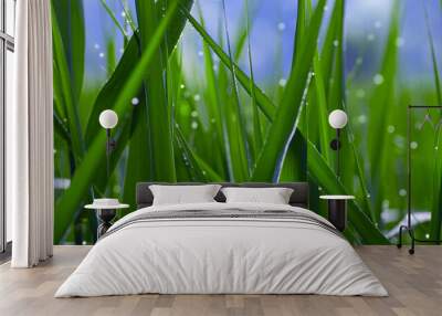 green grass with dew drops. Fresh morning dew on spring grass, natural background, close up with shallow focus Wall mural