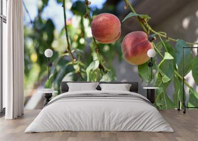 peach on a branch. two bright ripe peaches. fruits grow in the garden. orchard branch. farming, cultivation. close-up, sweet juicy peaches. green leaves Wall mural