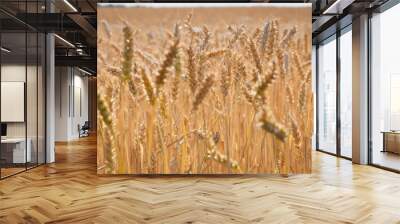 Ripe large golden ears of wheat against the yellow background of the field. Close-up, nature. The idea of a rich summer harvest, farming, agricultural industry for food. Spot focus on spikelet Wall mural