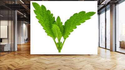 fresh green leaf of melissa isolated on white background Wall mural