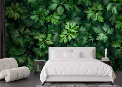 Fresh green vitamin parsley leaves. Herbs and spices. Top view flat lay Wall mural