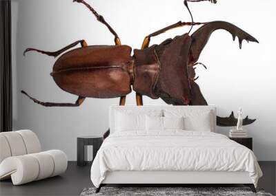 Lucanus cervus stag beetle isolated on white Wall mural