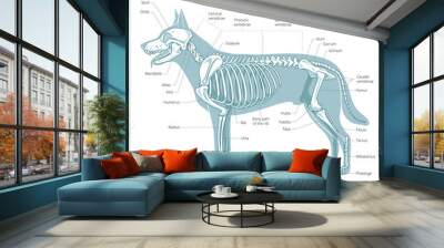 Dog skeleton veterinary vector illustration Wall mural