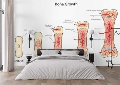 stages of bone growth in humans, from embryo to adult, showing structural changes and ossification diagram hand drawn schematic raster illustration. Medical science educational illustration Wall mural