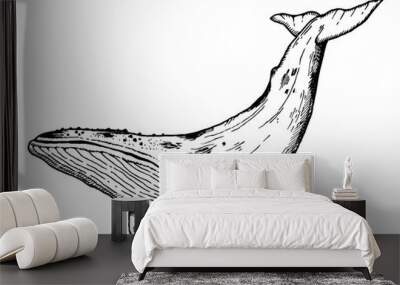 Whale animal engraving vector illustration Wall mural