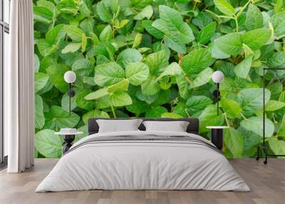 Soybean leaves close-up. Wall mural