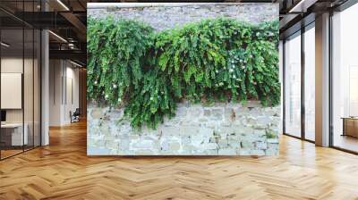 Background of the white brick wall overgrown with dense green bushes and blooming plants. Old town of city Piran, Slovenia. Textures of the world.  Wall mural