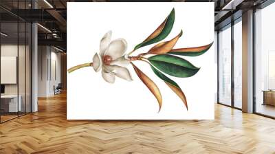 Magnolia branch with white flower. Hand drawn watercolor illustration. Wall mural