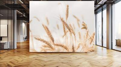 Spikelets of wheat close-up on a background of a golden wheat field. Selective focus with blurred background. Wall mural