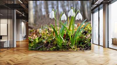 First snowdrops in the forest in spring Wall mural