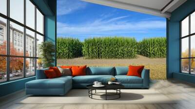 Green field of young corn on background of blue sky Wall mural