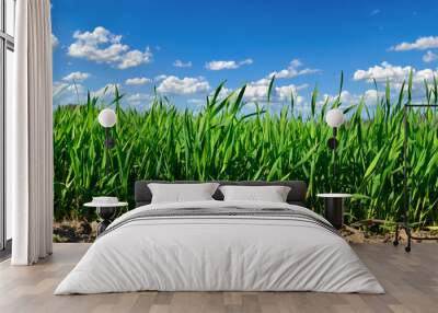 Green stems of cereal plants in a field close-up Wall mural