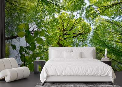 Slender trees in young forest green in summer Wall mural