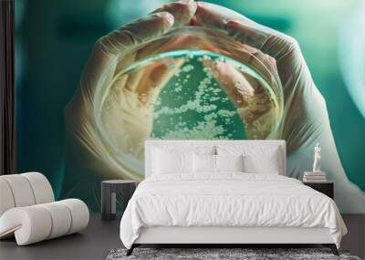 The hands of a laboratory worker in latex gloves hold a petri dish with bacteria or fungus. Wall mural