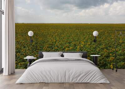 A field of sunflowers under a cloudy sky. Wall mural