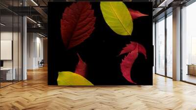 Autumn colorful leaves on a black background. Wall mural