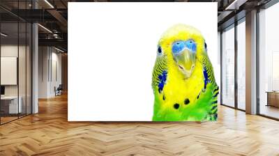 budgerigars isolated on white background. wavy parrot close up.  Wall mural