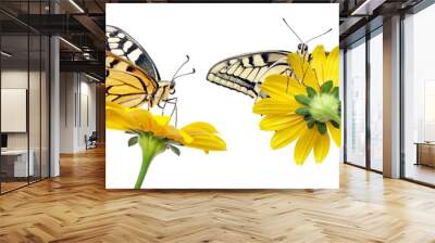 Butterfly on a flower isolated on white.  Swallowtail butterfly, Papilio machaon Wall mural