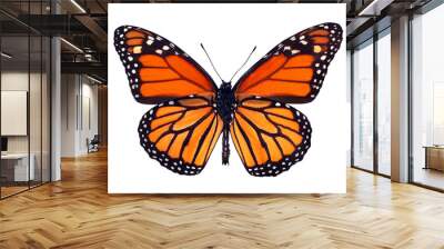 colorful monarch butterfly isolated on white. the reverse side of the wings of a monarch butterfly. underside of wings Wall mural