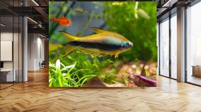 Emperor tetra or Nematobrycon palmeri in planted tropical fresh water aquarium Wall mural