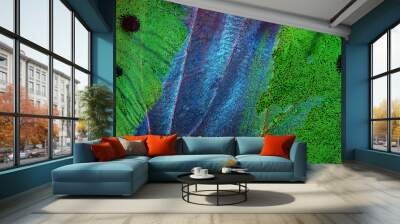 texture of tropical butterfly wings. abstract pattern of butterfly wings close-up Wall mural