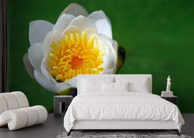 white water lily close up. water lily flower. copy space Wall mural