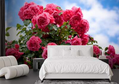 Red rose bush under blue sky Wall mural