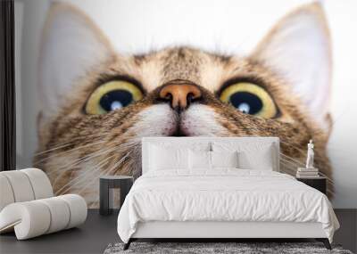 Tabby cat looking up Wall mural