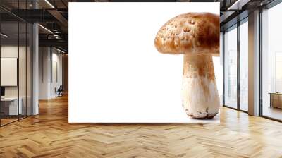 Mushroom champignon isolated on white background Wall mural