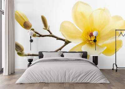 Yellow magnolia flower isolated on white background with full depth of field Wall mural