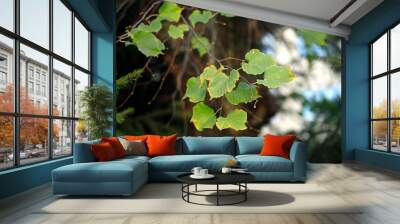 beautiful autumn leaves changing color Wall mural