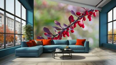 Beautiful branch  of barberry with bright red berries and violet leaves closeup Wall mural