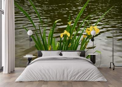 Close-up of Iris pseudacorus bushes with yellow flowers near a lake Wall mural