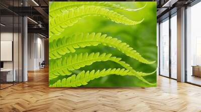 Green beautiful fern leaves closeup Wall mural