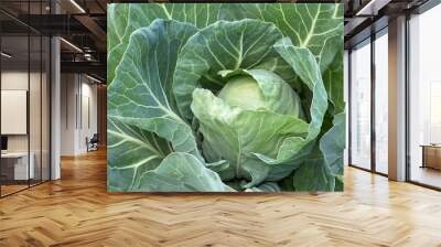 Head of cabbage on the field. white cabbage green fresh leaves background. Wall mural