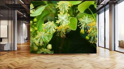 Fresh linden flowers on the tree - nature background Wall mural