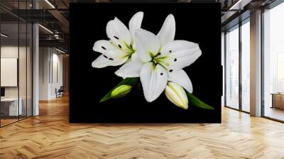 White lily isolated on a black background Wall mural