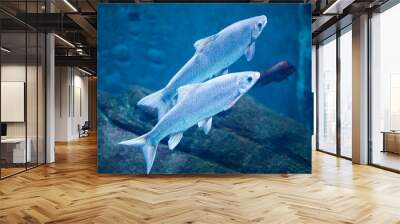 Two grayling fish swimming in water Wall mural