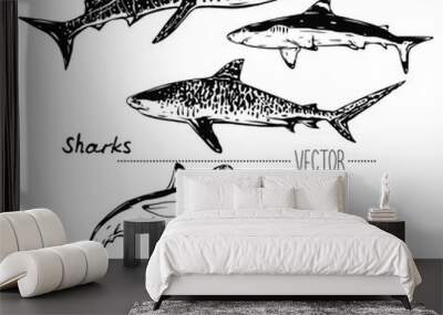 Vector sharks isolated illustration  Whale shark, Tiger, White, Hammerhead, Sawshark. Elements for decoration. Biology wildlife objects. Animals. Sea life. Ocean species.  Wall mural