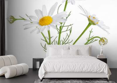 Chamomile flower isolated on white or transparent background. Camomile medicinal plant, herbal medicine. Three chamomile flowers with green stem and leaves. Wall mural