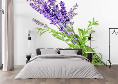 Lavender isolated on white or transparent background.  Wall mural