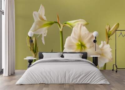 Blooming white Hippeastrum (amaryllis)  on a gold background Wall mural