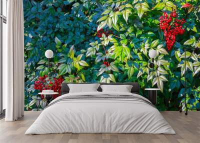 Nature background with red poisonous berries and green leaves. Wall mural