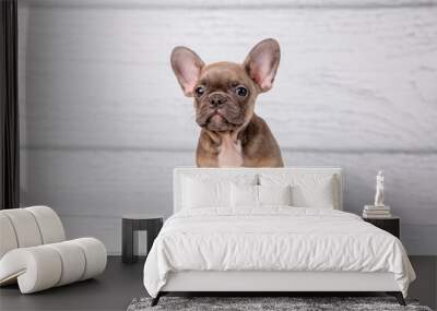 A cute French bulldog puppy is sitting on a white background looking at the camera Wall mural