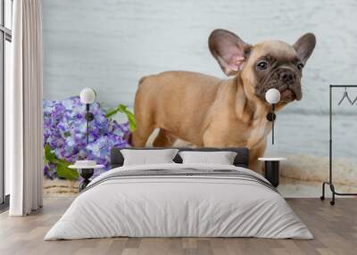 A cute  French bulldog puppy lies wrapped in a plaid on a white background looking at the camera Wall mural