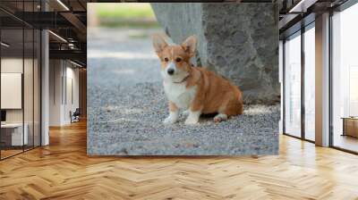 A puppy is a Welsh Corgi dog on a summer walk Wall mural