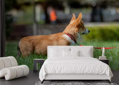 A Welsh corgi puppy on a leash for a walk on a sunny summer day Wall mural