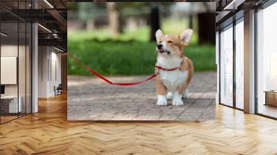 A Welsh corgi puppy on a leash for a walk on a sunny summer day Wall mural